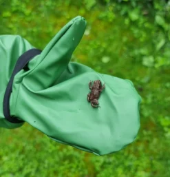 Rainkids Matschhandschuhe Ungefüttert Buddelfäustlinge Für Waldkinder -Kinderbekleidungs Geschäft Rainkids Handschuhe Frosch 1280x1280