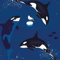 Walkiddy Kapuzenjacke Orcas Meerblau Sweatjacke -Kinderbekleidungs Geschäft shirt orcas kinder 1280x1280 1